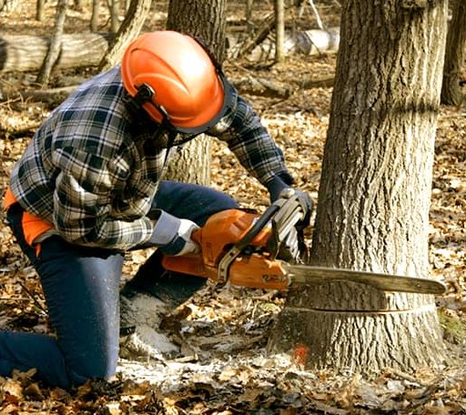 Tree Removal in Massey, MD